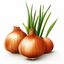 Allium