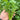 Evergreen Iron Stem Cilantro Seeds, 10g