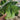'Black General' Bok Choy Seeds, 10g