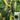 Sweet Lucky Star Pumpkin Seeds, 500 Seeds
