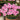 Oxalis glabra Series Bulb - 'Winter Dream', 20 Bulbs