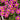 Oxalis obtusa Series Bulb - 'Fluorescent Purple', 10 Bulbs
