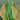 Stringless Snap Bean Seeds, 5 × 10g Bags