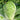 Improved Qingza No.3 Chinese Cabbage Seeds, 5 × 4g Bags