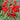 Tall Sweet Pea, Red