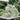 Bishop's Weed Seeds (Ammi visnaga), Pack of 2000