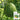 Rainbow Gift Watermelon Hybrid F1 Seeds, 20 Seeds