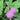 Sensitive Plant (Mimosa pudica L.) Seeds, 100 Seeds