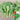 Lvyou No.10 Youcaitai Seeds, 10g