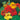 Aurora Nasturtium Mix Seeds, 50 Seeds