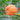 Giant Pumpkin Seeds, 5 Seeds