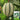 Basketball Green Hybrid Melon Seeds, 20 Seeds