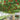 Shouguang Tomato Tree Seeds, 5 Seeds