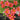Oxalis obtusa Series Bulb - 'Jennie', 10 Bulbs