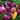 Violgo Sweet Pepper Seeds, 3 Seeds