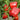 Red Lantern Sweet Pepper Seeds, 100 Seeds