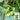 Yellow River' Chinese Vegetable Melon Seeds, 50 Seeds