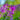 Purple Spider Flower Seeds, 200 Seeds