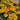 Heliopsis helianthoides Seeds, 100 Seeds