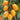 Yellow Roman Tomato Seeds, 100 Seeds
