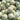 Dumi 101 Muskmelon Seeds, 500 Seeds