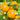 'Imperial Concubine' Yellow Tomato