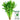 Jingyan Fast-growing Coriander