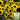 Gold Rush Sunflower Seeds (120cm)
