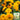 'Teddy Bear' Dwarf Sunflower Seeds