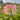 Pink Spider Flower Seeds, 200 Seeds