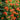 Chinese Trumpet Vine Seeds - Campsis grandiflora