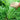 Small-leaved Potherb Mustard Seeds, 10g