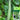 Meiling No.2 Luffa Seeds, 10g