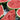Rock Sugar Kirin No.1 Watermelon Seeds, pack of 20