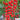 'Waterfall' Tomato
