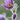 Pulsatilla chinensis Seeds, 20 Seeds