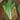Creamy Baby Bok Choy Seeds, 5 × 5g Bags