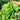 Silken Butter Lettuce Seeds, 2g