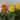 African Marigold (Tagetes erecta) Seeds, 500 Seeds