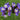 Wavyleaf Sea Lavender (Blue) Seeds, 200 Seeds
