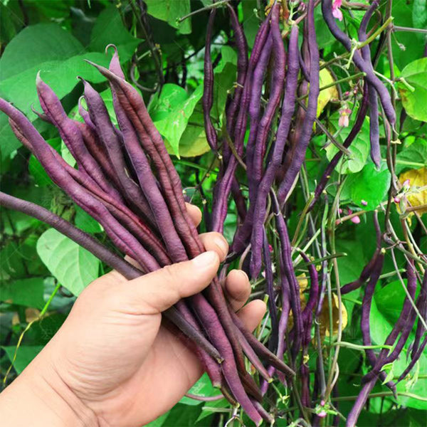Fall Purple Kidney Bean Seeds, 10g Per Bag