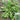 Broad-leaved Shepherd's Purse Seeds, 10g