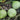 Apple-shaped Gourd Seeds, 10 Seeds