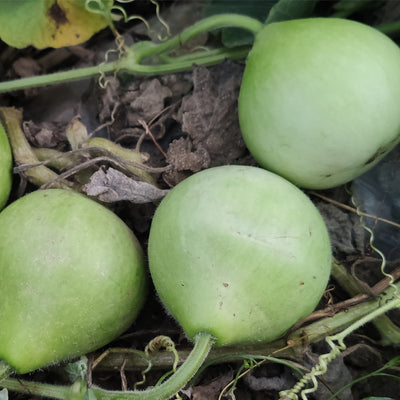 Gourd