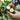 'Fuyang No.2' F1 Cucumber Seeds, 25g