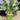 Lvyou No.10 Youcaitai Seeds, 10g
