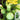 Green Pearl Zucchini Seeds, 10 Seeds