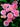 'Mid' Common Daisy, Pink