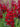Tall Snapdragon, Dark Red