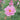 Cosmos bipinnatus 'Double Click Rose Bonbon'
